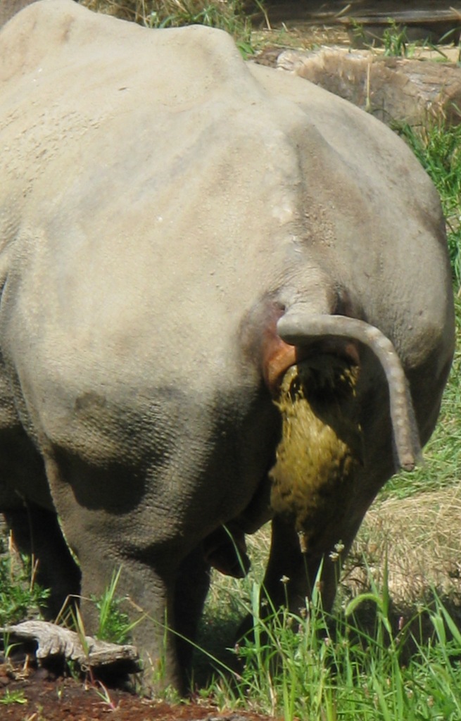 Again, this isn’t an angle one often sees of a rhino and its prodigious poo...